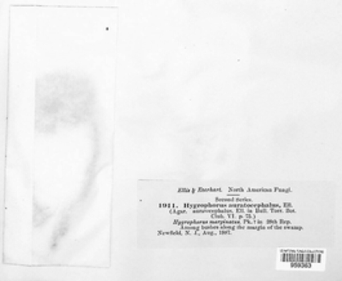 Humidicutis auratocephala image